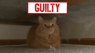Cinnabon Is Grounded!