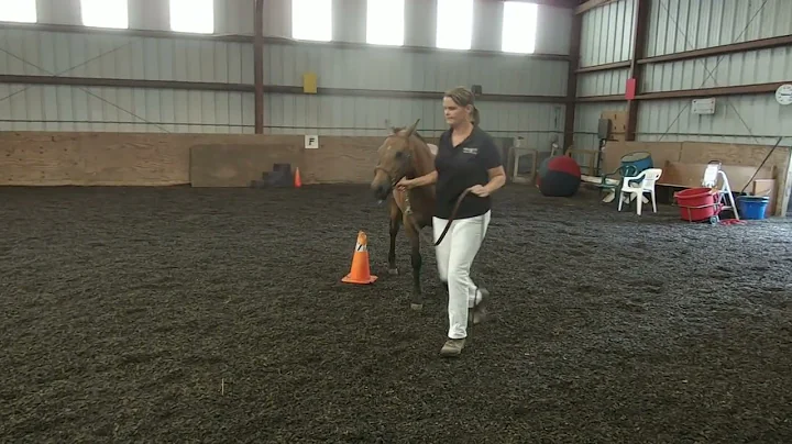 dawn bonin horse