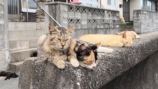 猫の島で猫探し散歩する