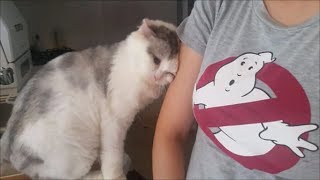 ママの二の腕にスリスリする白モフ