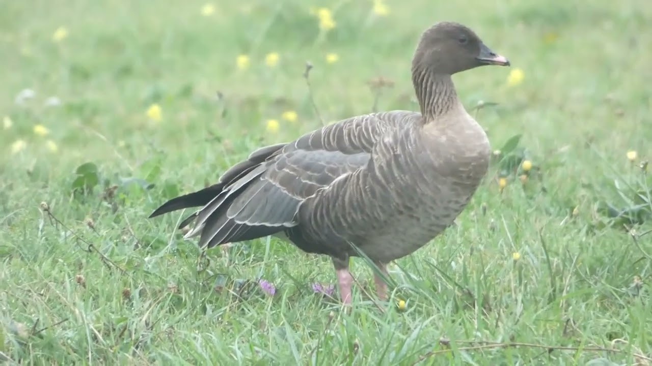 Pink-footed Goose, Anser brachyrhynchus, Landtong Rozenburg, ZH, the Netherlands, 14 Oct 2025 (3/5)
