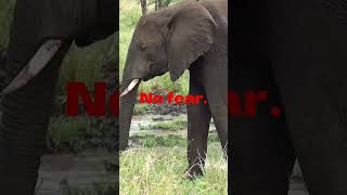 Wild Drop #4: ElephantMode #WildDrop #Motivation #AnimalPower #Unstoppable #Shorts #NatureWisdom