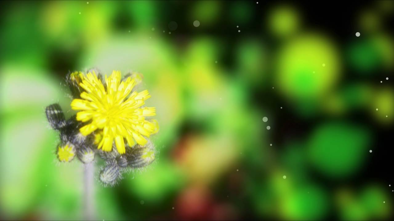 4K Nature Scene - FlowerM.G_01 - Free Stock Footage