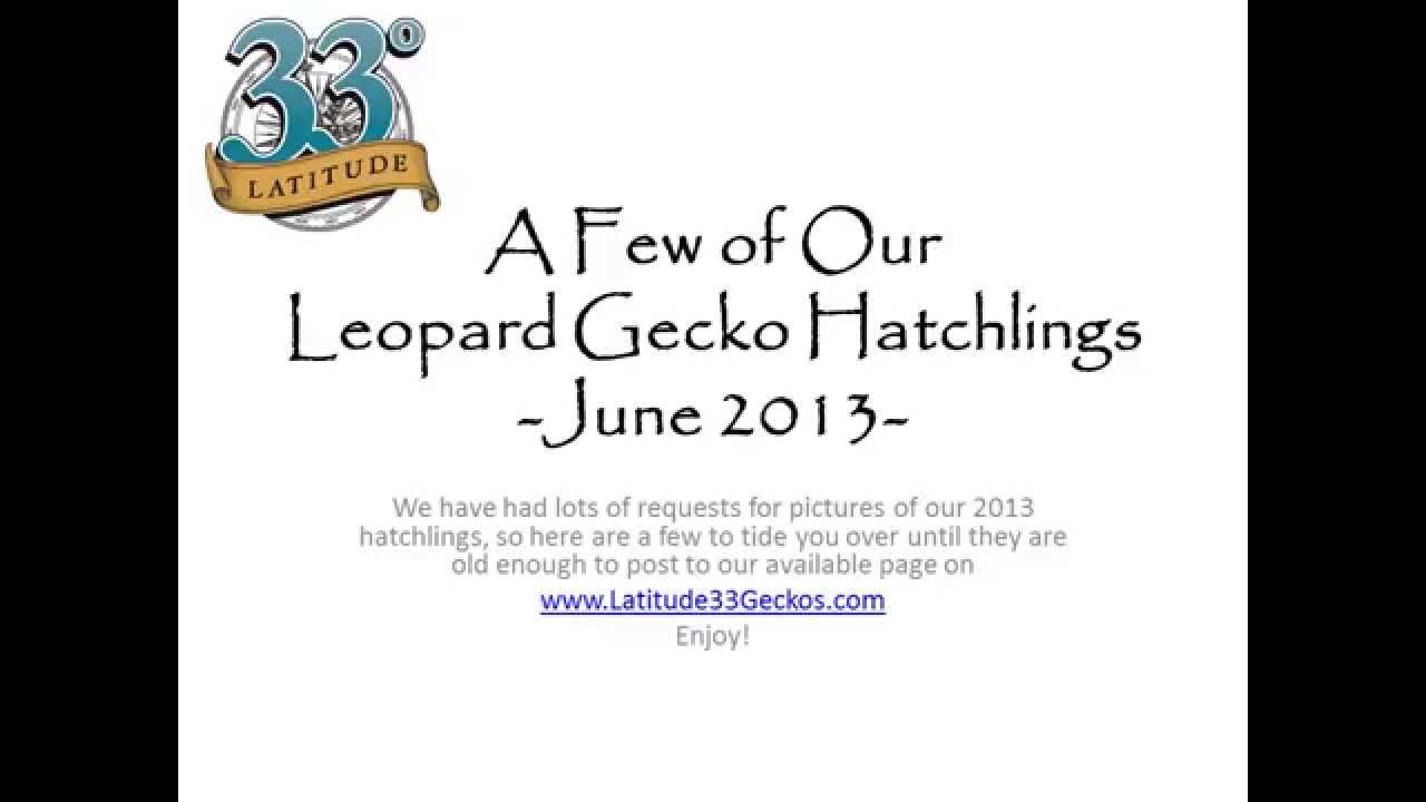 hatchling en francais A Few of Our Leopard Gecko Hatchlings - June 2013