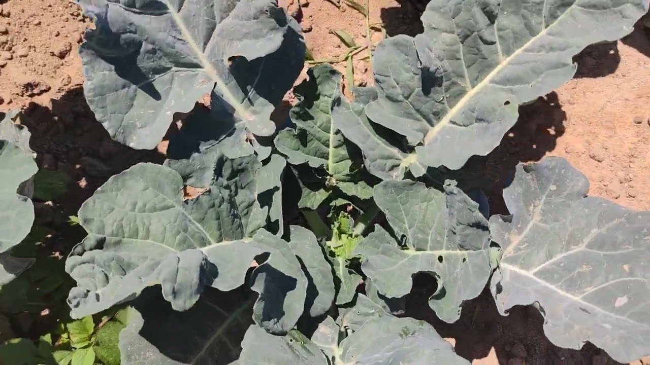 البروكلي محصول تصديري ويزرع أكتر من مرة في السنة 🥦