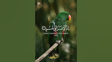 اللهم اجعل القران الكريم ربيع قلوبنا ونور بصرنا وجلاء حزنى وهمى  #قرآن #اكسبلور #فيديوهات