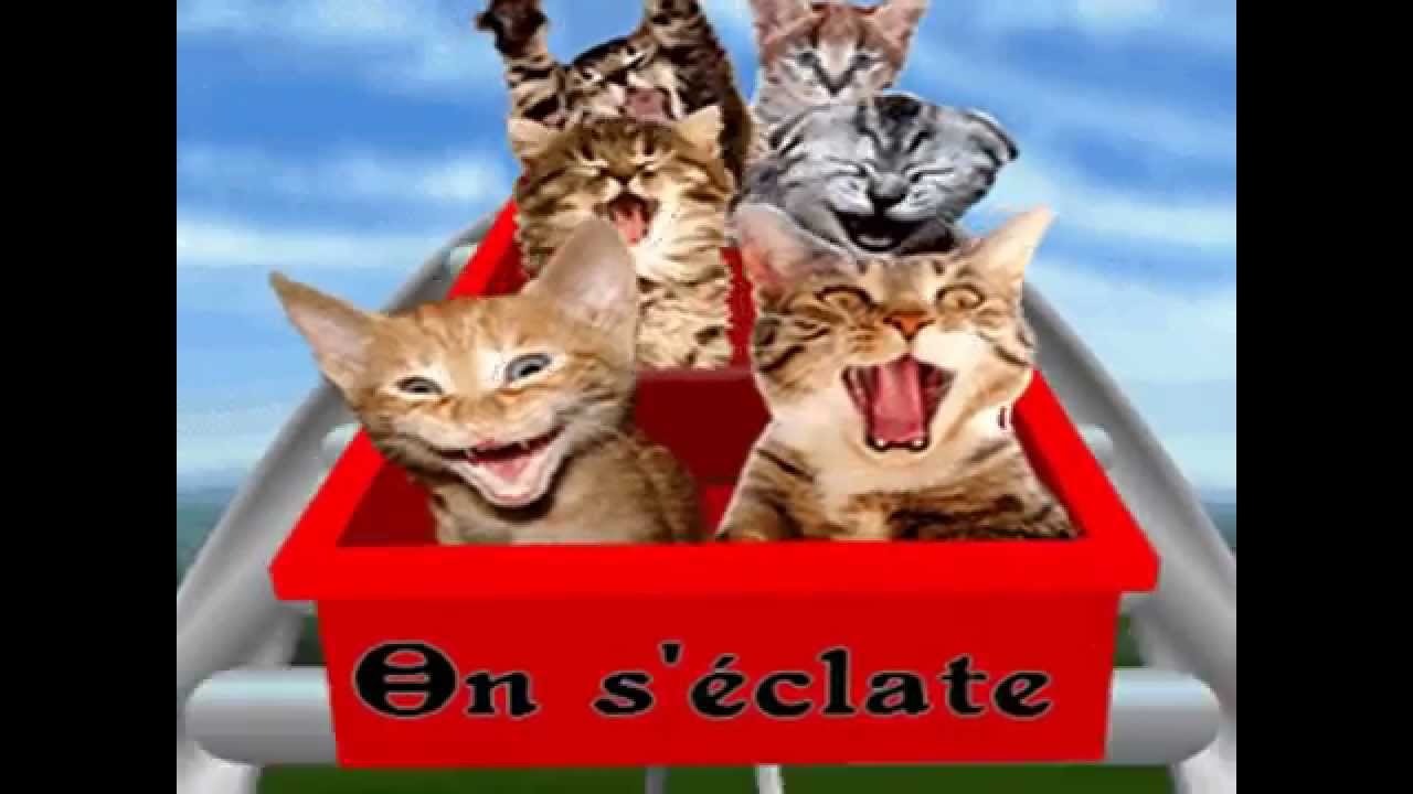 funny cats ( party rock anthem ) - YouTube Funny Party Time Images