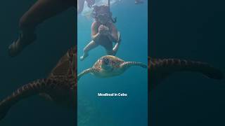 Right from the beach — Moalboal’s underwater life in Cebu 🐢🐟It’s more fun in the Philippines.