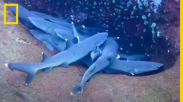 ¿Se duermen los tiburones?