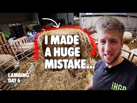 Lambing Is Getting Busy! Day 6 Lambing 2026