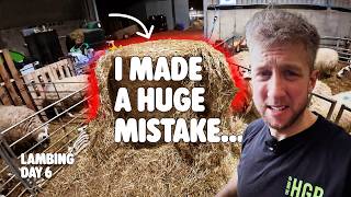 Lambing is getting busy! Day 6 Lambing 2026 screenshot 4