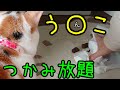 【キャン★ドゥ】商品で、猫のトイレ整えます