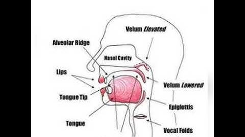 Speech Organs and their functions