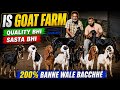 Top Class🔥Quality Goat Kids 200% Banne Wale Bakro Ke Bacche Looto || Is Goat Farm Bhiwandi Mumbai ||