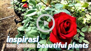 : tour gardens inspiration | Tropical garden,plant