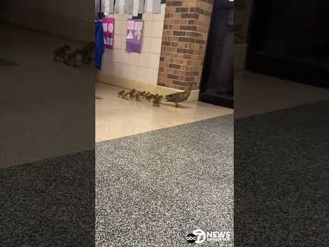 Mother duck leads ducklings through Ashburn Elementary School