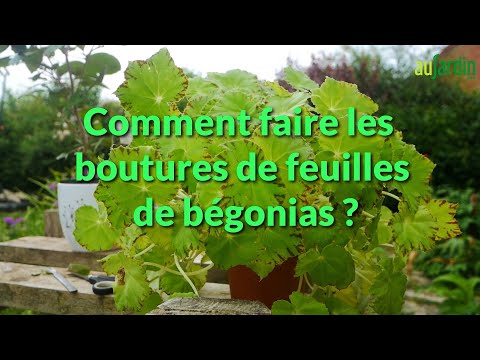 Vidéo: Gryphon Begonia Information - Comment faire pousser un Gryphon Begonia