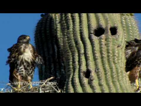 Harris' Hawk — Maricopa Audubon Society