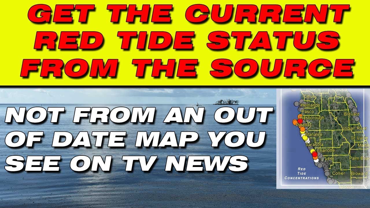 How To Find The CURRENT Red Tide Data AND Real Time Beach Conditions