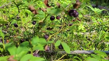 Why the huckleberry is perfectly picked for Montana
