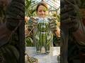 Growing a Watermelon into a Bear mold