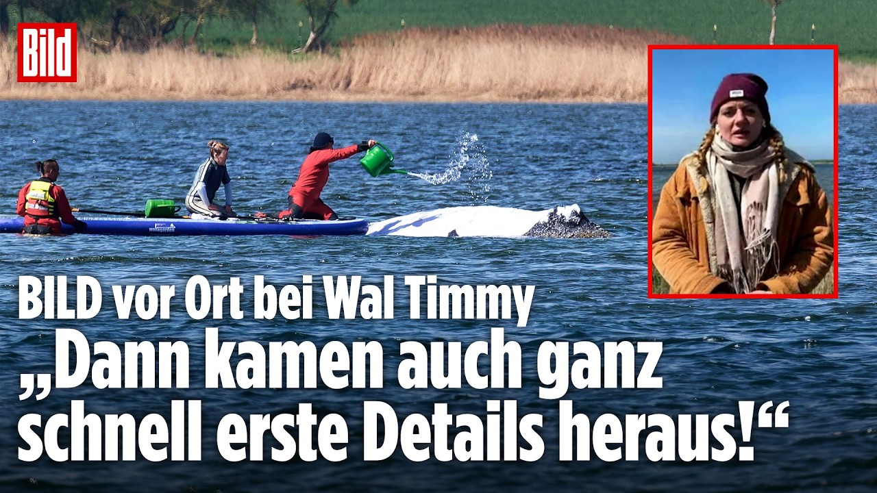 Walrettung in der Ostsee: „Makrelen vor das Maul geworfen!“ – BILD vor Ort bei Buckelwal Timmy!