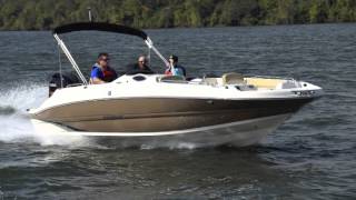 Stingray Spotlight