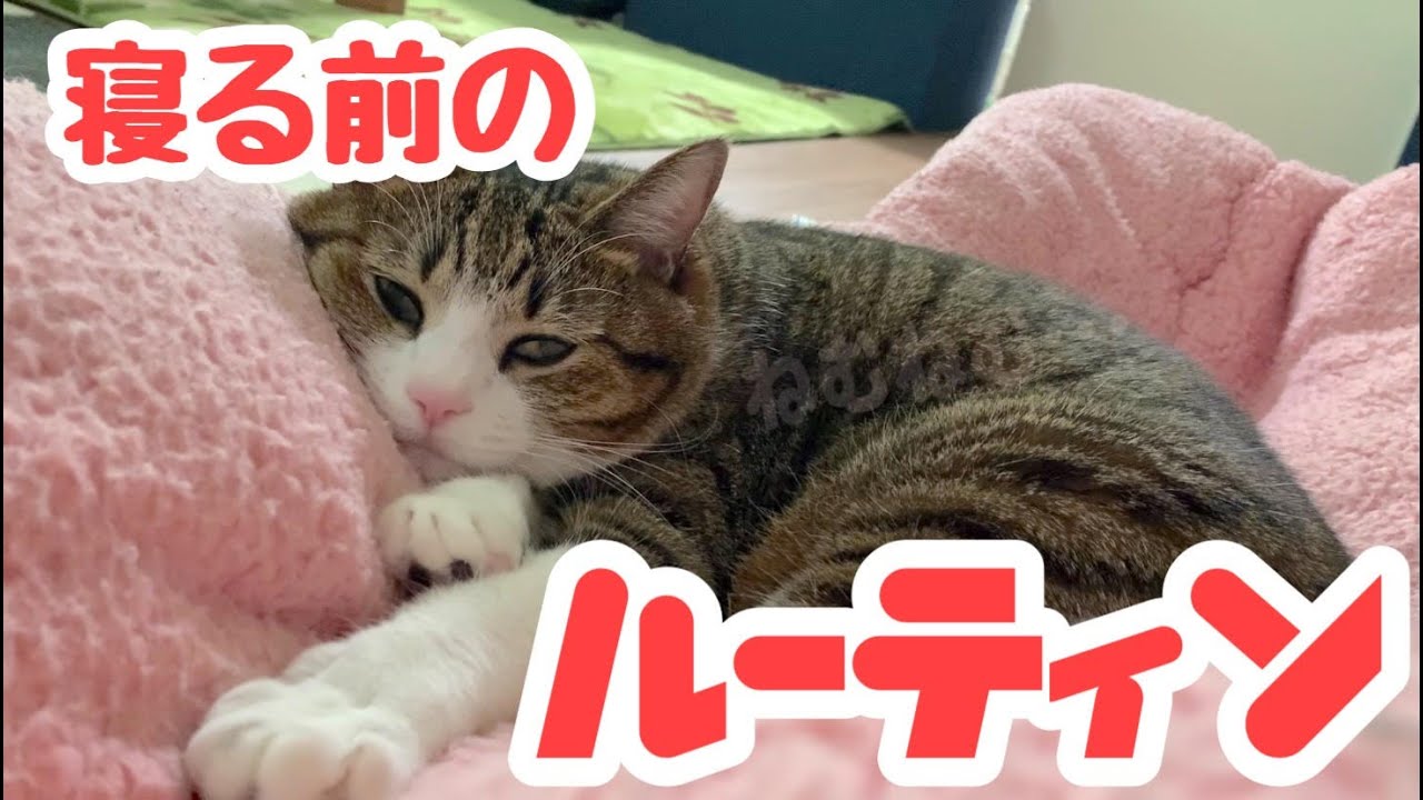 猫のふみふみ】睡眠前の儀式です！ vol.43 - YouTube