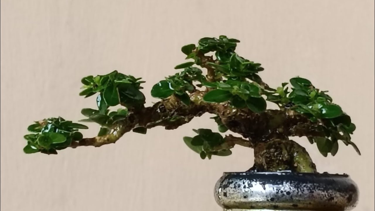 🔴BONSAI PROSPEK  HARGA MURCE