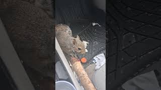 Sir Claremont escorts me through the city 😇 #chicago #squirrel #crookedrose773 #funny
