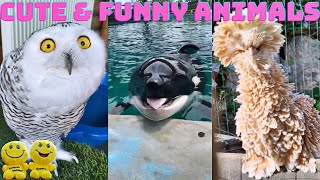 Cute & Funny ANIMALS !You must see them!  Pets, Domestic, Wild, Exotic #12