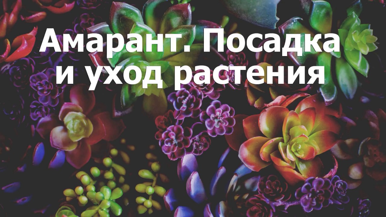 Топинамбур — полезные свойства и противопоказания Топинамбур — полезные свойства и противопоказания