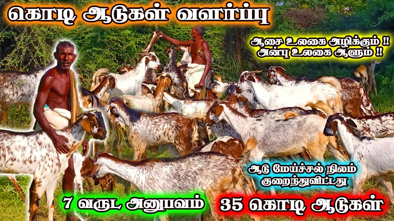 கொடி ஆடுகள் வளர்ப்பு | ஆடு வளர்ப்பு |Kodi aadu valarpu in tamil | Kodi goats | kodi aadu sale |goats
