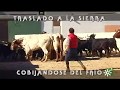 Toros de Reservatauro: destete de becerritos previo al traslado a la sierra | Toros desde Andalucía