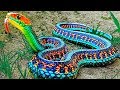 15 Rarest Snakes In The World!