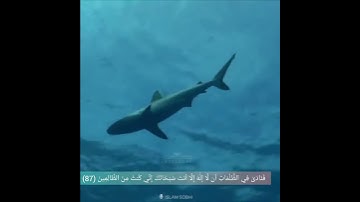 وذا النون : سورة الانبياء الاية 87-88 مقطع الحالة واستقرام