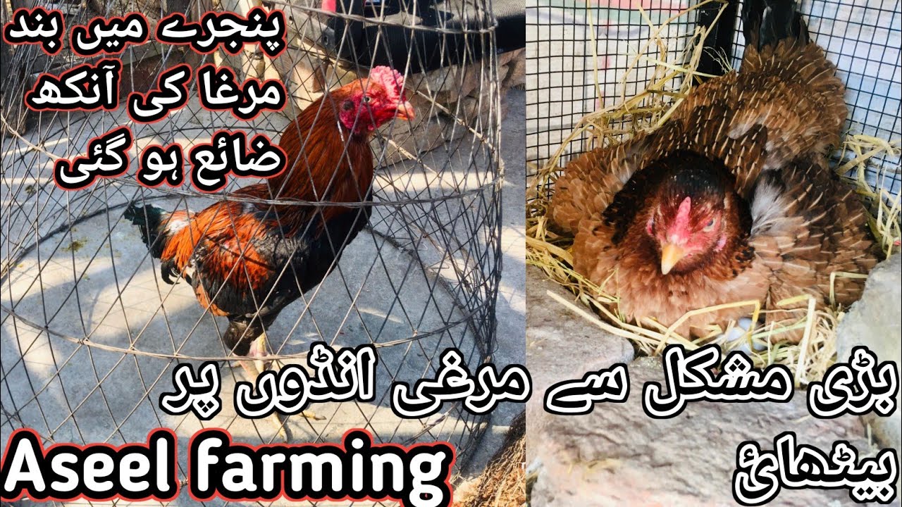 Cage ma Banda Murga ki annka zaya ho gi 😭 ||Murgi ando pir bta di)# ...