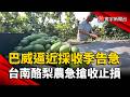 和時間賽跑！巴威颱風逼近  台南酪梨農急搶收止損｜#寰宇新聞 @globalnewstw