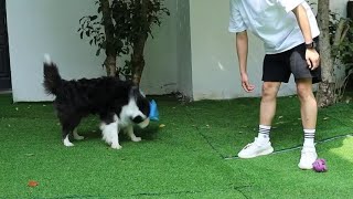 2025 New Octopus Dog Toy