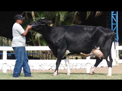 LOTE 34   TRADIÇÃO DA BOCAINA   4494BC