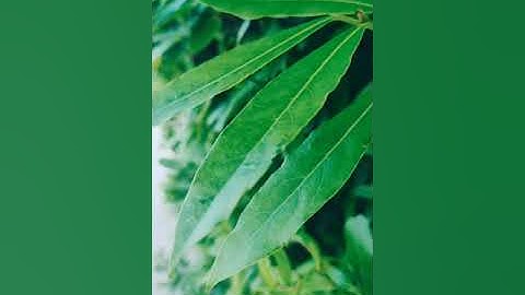 سورة الضحى أحمد العجمي