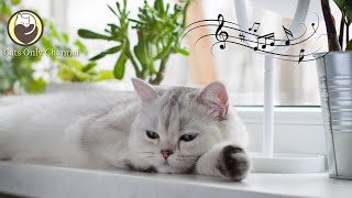 Music for Cats  3 Hours of Relaxing Sleep Music for Cats and Kittens