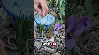 Saffron crocus harvesting