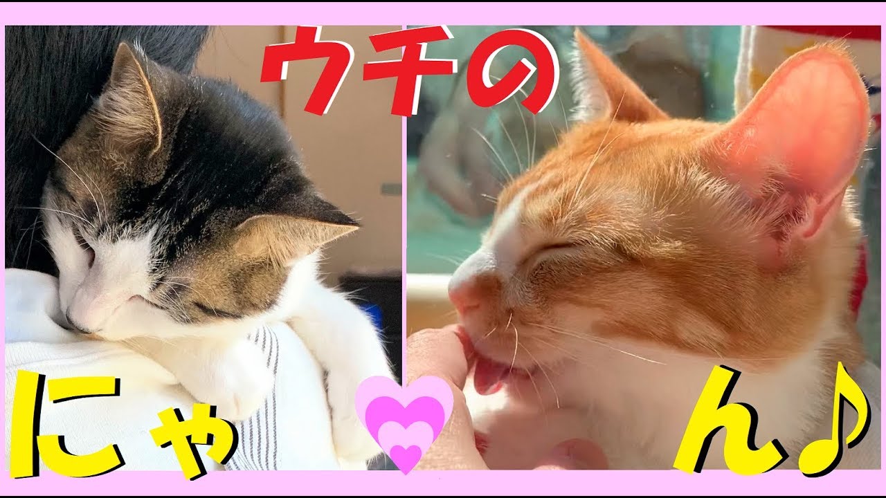 欲目 天使のように可愛い猫 Cute Cat Like An Angel みや ジオ Youtube 欲目 天使のように可愛い猫 Cute Cat Like An Angel みや ジオ Youtube