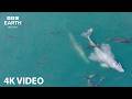 Drift With Whales In 4K | 1 Hour | BBC Earth Relax