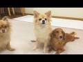 ブラッシングの時間です ‼︎
