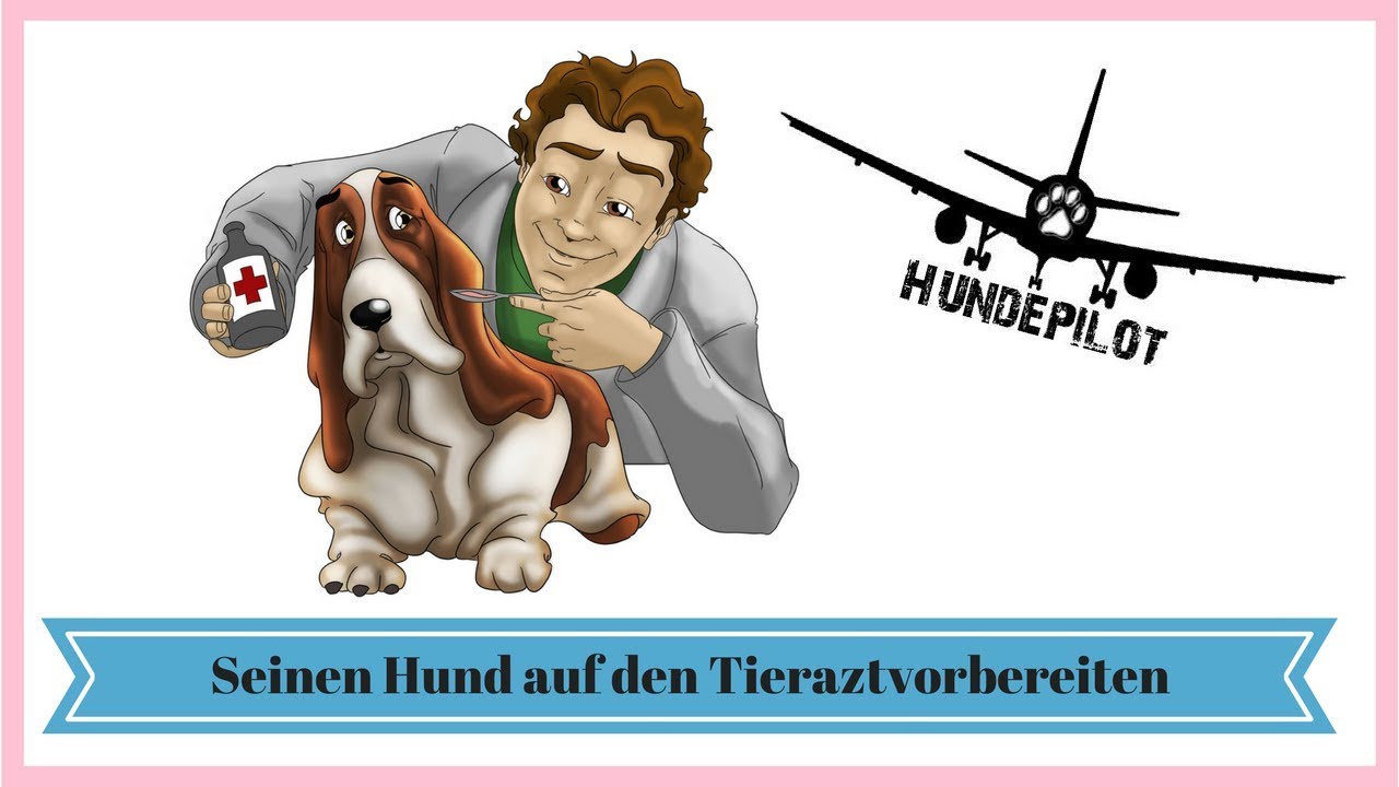 Hund lässt sich vom Tierarzt nicht untersuchen Tipps Hund auf den Tierarztbesuch vorbereiten