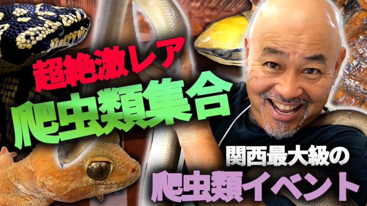 関西最大級の爬虫類イベントが楽しすぎた...【コウレプ】