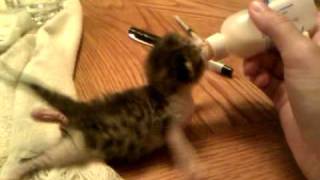 Bottle feeding a kitten