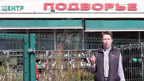 Выбор и передержка саженцев с открытой корневой системой